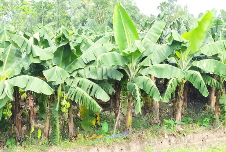 কলা আবাদে আগ্রহ বাড়ছে টাঙ্গাইলের কৃষকদের